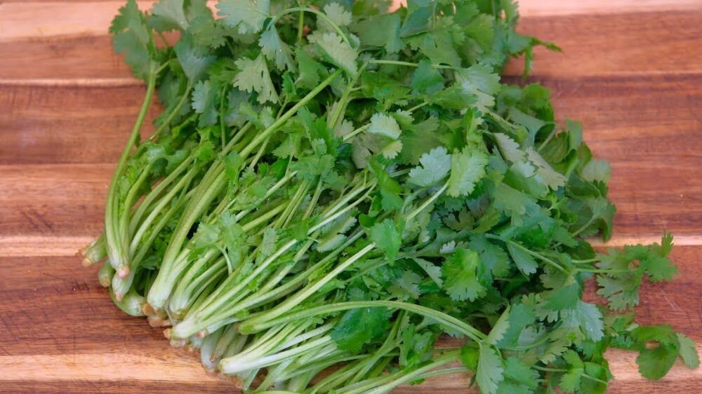 cilantro   i